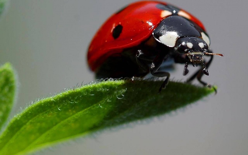 Evlerimizde beş yüz farklı böcek türü yaşıyor!
