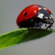 Evlerimizde beş yüz farklı böcek türü yaşıyor!