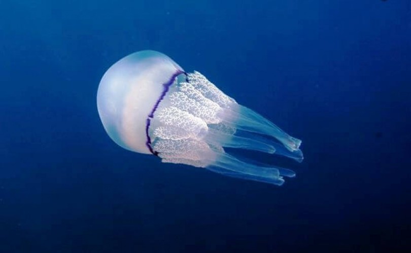 Ender bulunan bir denizanası türü yetiştirildi