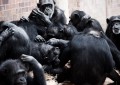 Şempanzelerin de kendi ‘sosyal medyası’ var