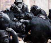 Şempanzelerin de kendi ‘sosyal medyası’ var