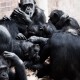 Şempanzelerin de kendi ‘sosyal medyası’ var