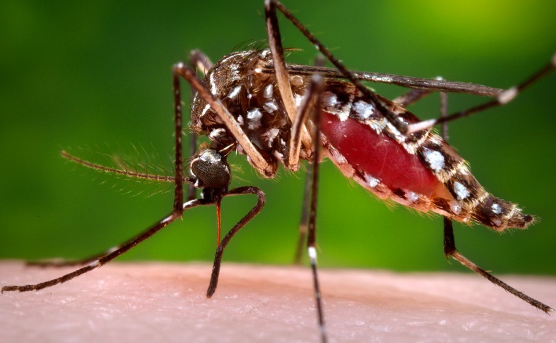 FDA, genetiği değiştirilmiş sivrisineklerin güvenli olduğunu söylüyor