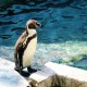 Buza dirençli penguenler