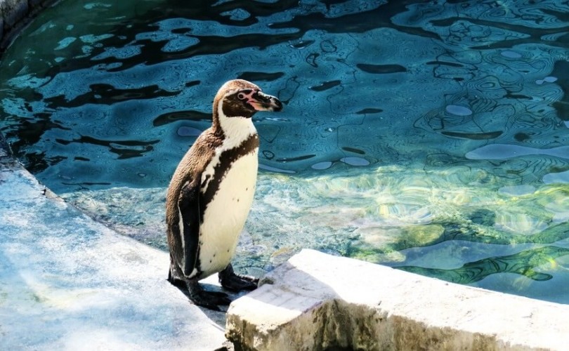 Buza dirençli penguenler