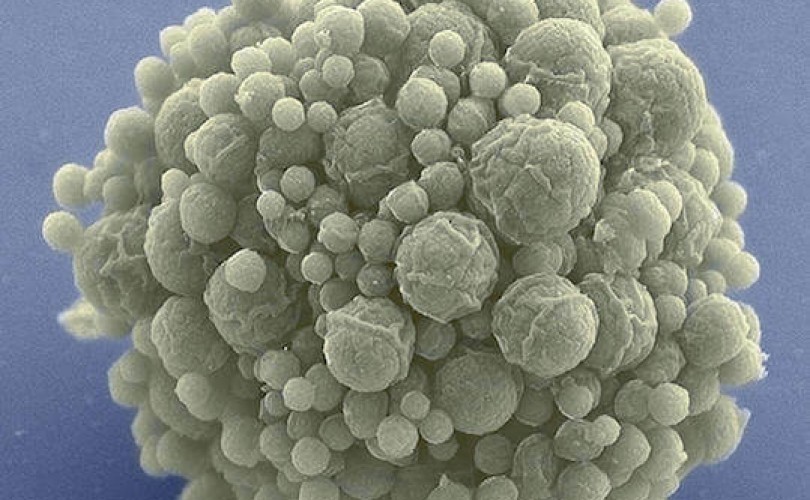İlk sentetik bakteri: Yaşam için 473 gen yeterli!