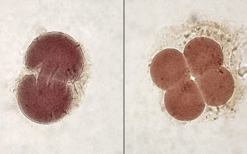 Laboratuvarda ilk kez embriyo üretildi