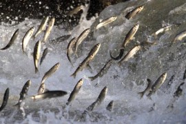 İnci Kefali’nin yolculuğu başladı