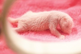 Çin’in yeni minik pandaları