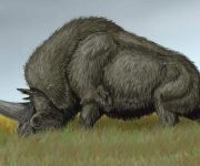 Sibirya gergedanı sanılandan daha uzun yaşamış