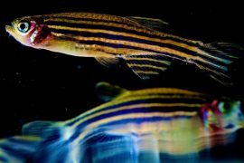 Genetik balıkta gökkuşağının tüm renkleri