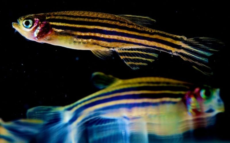 Genetik balıkta gökkuşağının tüm renkleri