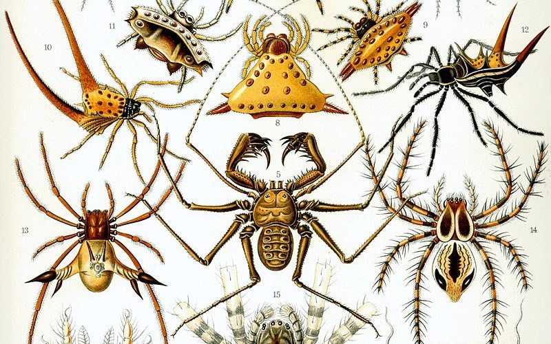350 milyon yıllık fosil, örümcek olmaya çok yaklaşmış