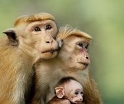 HIV antikoru maymunları aylarca AIDS’ten koruyor