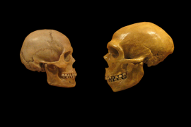 Neandertal insan neden tükendi, Homo sapiens neden ayakta kaldı?