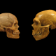 Neandertal insan neden tükendi, Homo sapiens neden ayakta kaldı?