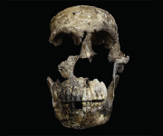 Homo sapiens, yani bizlerin çağdaşı çıktı: Homo naledi