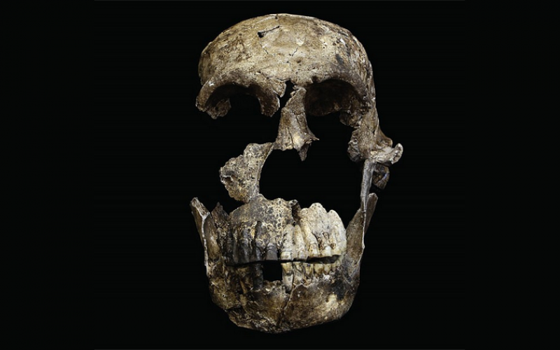 Homo sapiens, yani bizlerin çağdaşı çıktı: Homo naledi