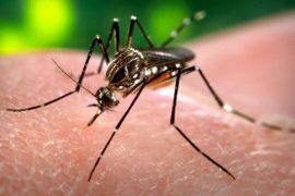 Zika virüsü yayılmaya devam ediyor