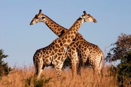 Zürafa uzun boynuna nasıl kavuştu?