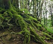 Yeraltı ağı ile ağaçlar arasında büyük dayanışma, iletişim ve koruma var