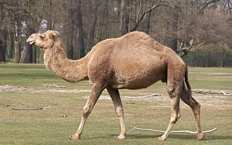 Tek hörgüçlü deve 3000-4000 yıl önce evcilleştirilmiş