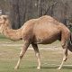 Tek hörgüçlü deve 3000-4000 yıl önce evcilleştirilmiş