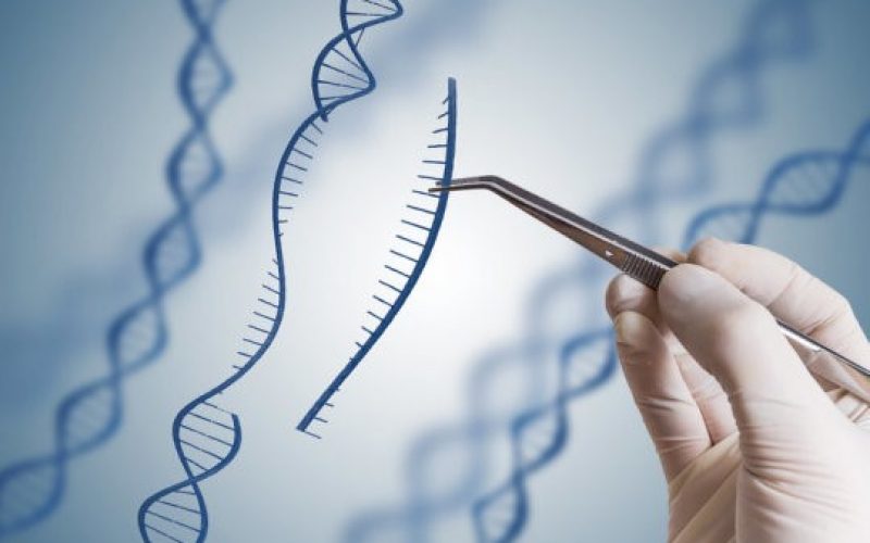 Crispr-cas9 tekniği ile farelerde hastalıkların seyri değişiyor