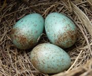 Kuşlar, yabancı yumurtaları nasıl ayırt ediyor?