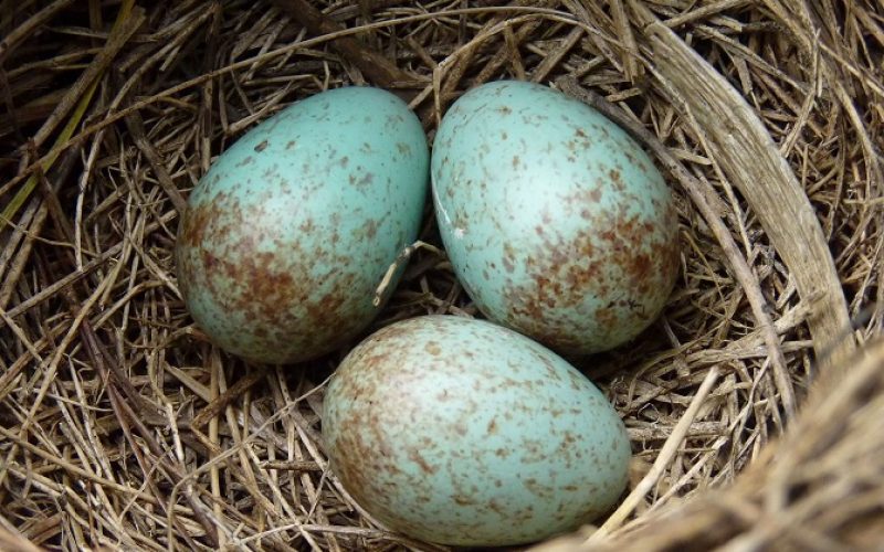 Kuşlar, yabancı yumurtaları nasıl ayırt ediyor?