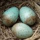 Kuşlar, yabancı yumurtaları nasıl ayırt ediyor?