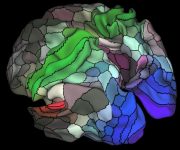 Yeni harita ile beyinde 100 yeni bölge ortaya çıkarıldı