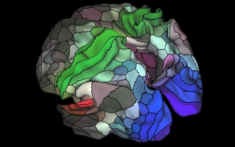 Yeni harita ile beyinde 100 yeni bölge ortaya çıkarıldı