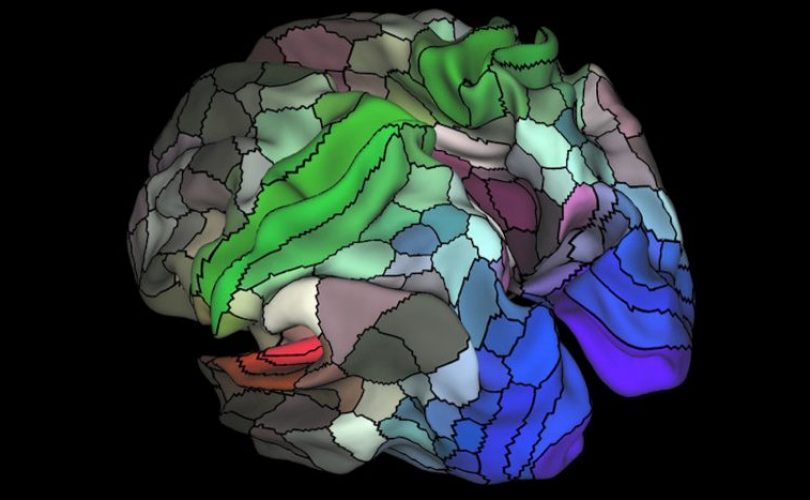 Yeni harita ile beyinde 100 yeni bölge ortaya çıkarıldı
