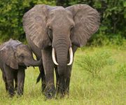 Filleri kanserden koruyan bir gen keşfedildi