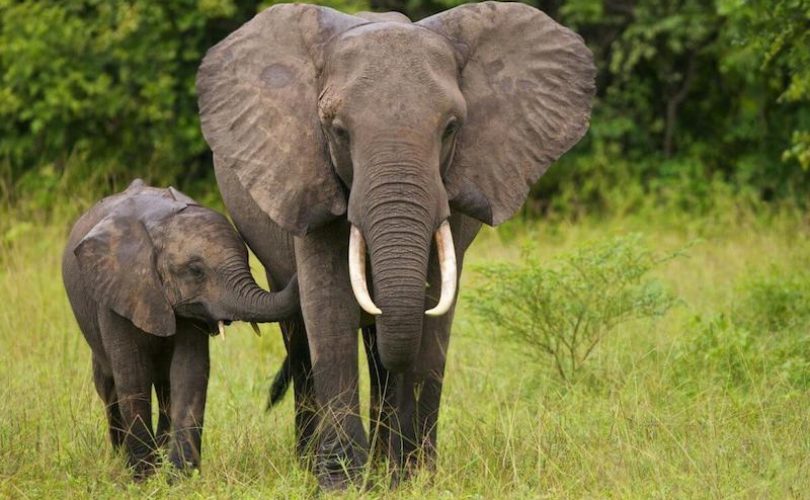 Filleri kanserden koruyan bir gen keşfedildi