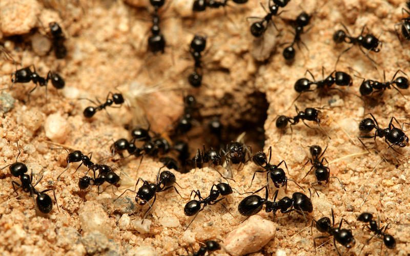 Karıncalar insanlardan daha duyarlı: Hastalandıklarında yuvadaki diğer karıncalardan uzak duruyorlar