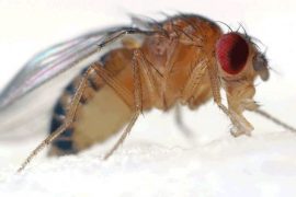 Sirke sineği bile eşini seçerken toplumsal baskıya boyun eğiyor