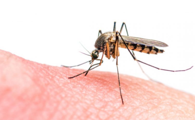 Sivrisinekler niçin başkasını değil de sizi seviyor?