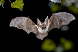 Hayvanlar alemindeki en hızlı uçucu yarasa