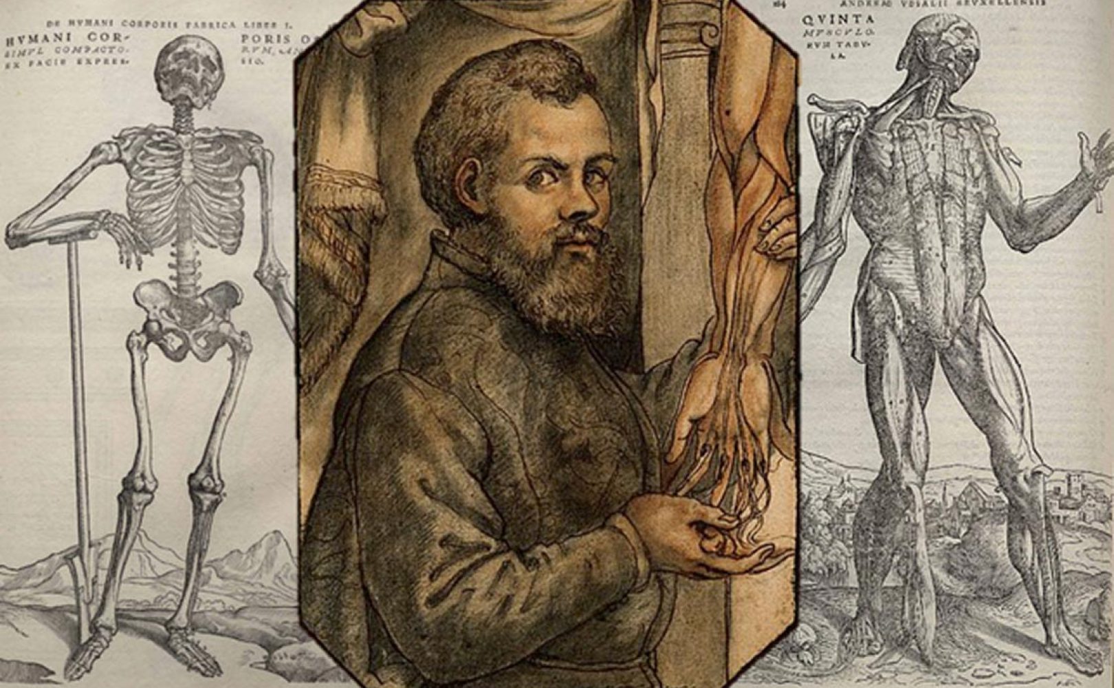 Врачи эпохи возрождения. Везалий (1514-1564). Андреас Везалий 1514 1564 и его труд о строении человеческого тела. Анатомия Андреаса Везалия.