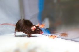 Nöronlar ışıkla uyarıldı, fareler saldırganlaştı