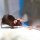 Nöronlar ışıkla uyarıldı, fareler saldırganlaştı