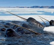 Narvallar: Denizin Tekboynuzları