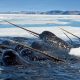 Narvallar: Denizin Tekboynuzları