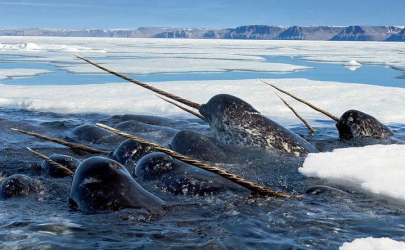 Narvallar: Denizin Tekboynuzları