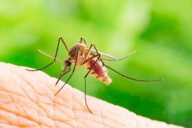 Asya kaplan sivrisineğine karşı biyolojik çalışmalar başladı