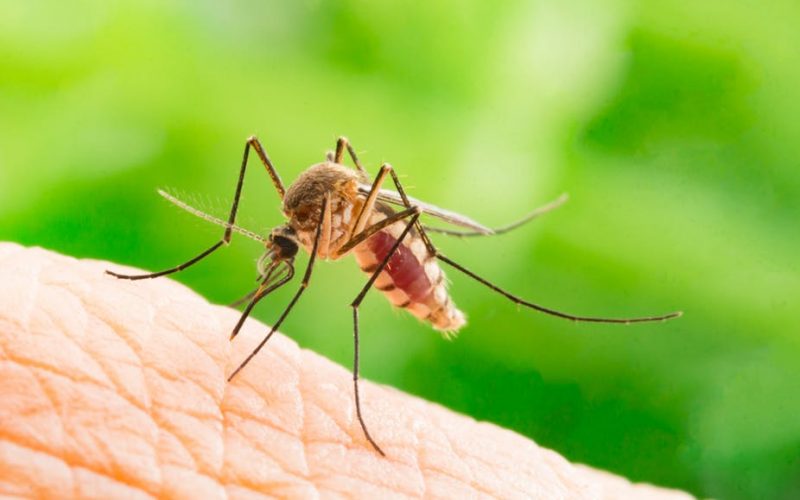 Asya kaplan sivrisineğine karşı biyolojik çalışmalar başladı