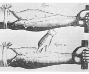 William Harvey ve Kan Dolaşımı’nın keşfi – 2