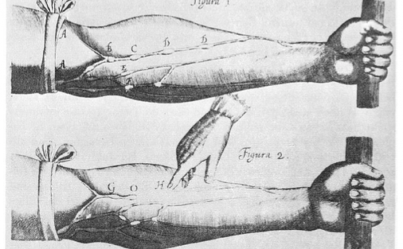 William Harvey ve Kan Dolaşımı’nın keşfi – 2